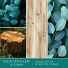 image:imageScentSationals Eucalyptus Leaf amp Cedar Scented Fragrance Oil Refills 3Pack