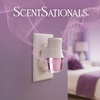 image:imageScentSationals Twilight Pine Scented Christmas Fragrance Oil Refills 3PackSugar Plum Fairy