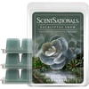 Eucalyptus Snow