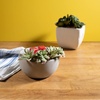 image:imageScentSationals Succulent Bowl  Boho Wax Warmer for Scented Wax Melts