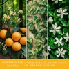 image:imageScentSationals Honeysuckle Nectar Scented Fragrance Oil Refills 3Pack