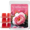 image:imageScentsationals Enchanted Bergamot Scented Wax Melts 10oz 24 CubesHello Gorgeous