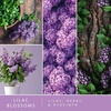 image:imageScentSationals Girlfriend Night Scented Plug in Air Freshener Starter SetLilac Blossoms